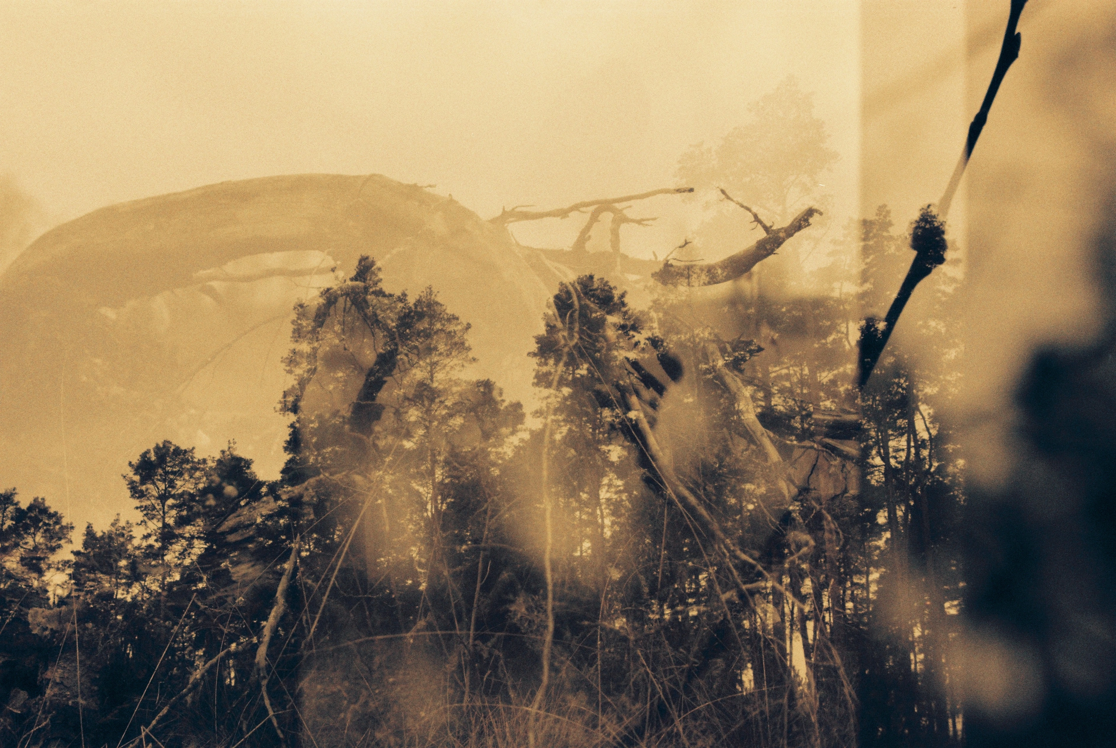 reclaimed by nature project image4